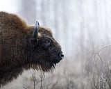 Bison's profile Poster och Canvastavla