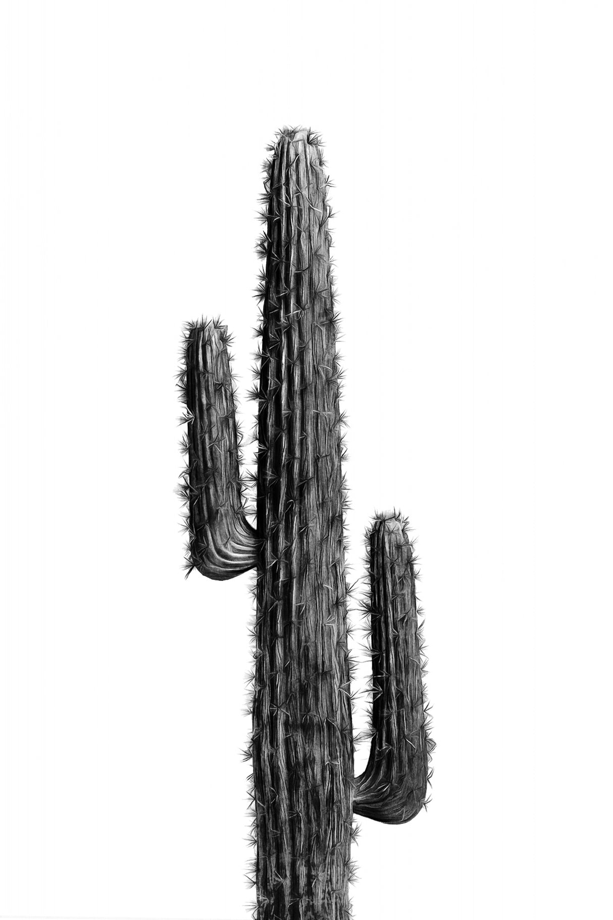 Cactus Black and White 01 Poster och Canvastavla