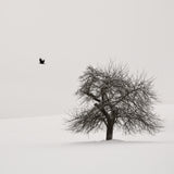 Old Cherry Tree Poster och Canvastavla