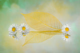 Mini Daisy Poster och Canvastavla