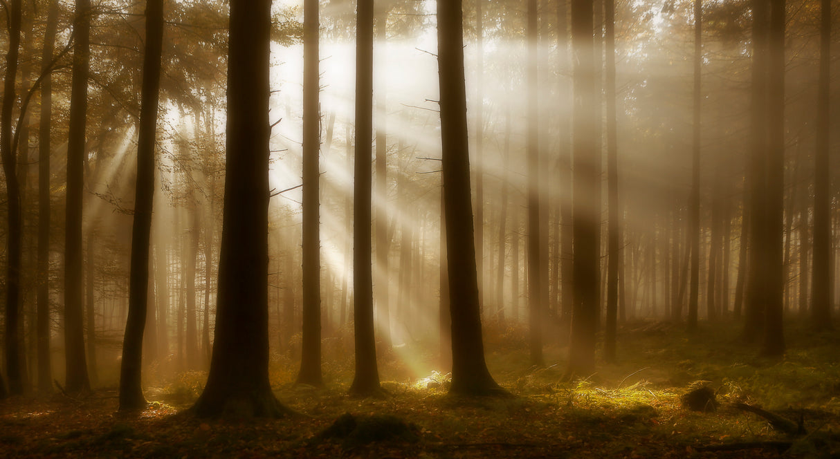 Autumn light Poster och Canvastavla