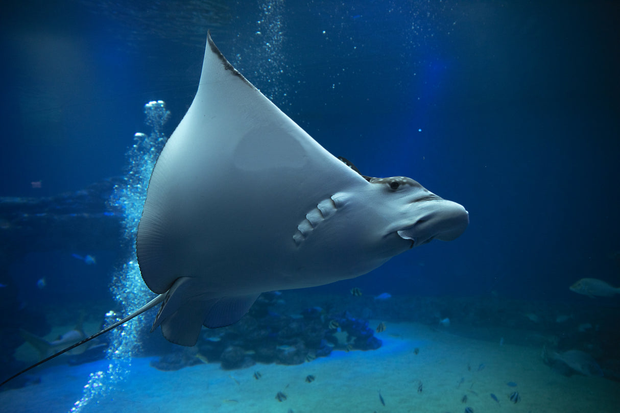 under water Poster och Canvastavla