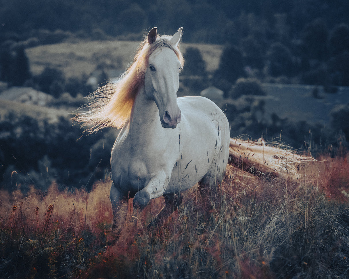 a short story about sunrise Poster och Canvastavla