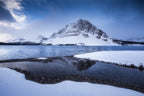 Snowy Bow Poster och Canvastavla