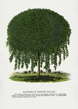Kilmarnock Weeping Willow Tree Lithograph Poster och Canvastavla
