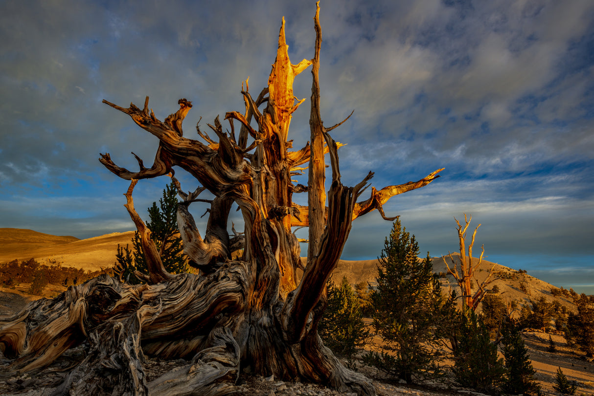 Sunrise at White Mountains CA Poster och Canvastavla