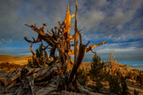 Sunrise at White Mountains CA Poster och Canvastavla