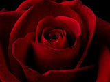 macro shot of a beautiful red rose Poster och Canvastavla