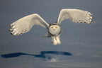 Snow Owl Poster och Canvastavla