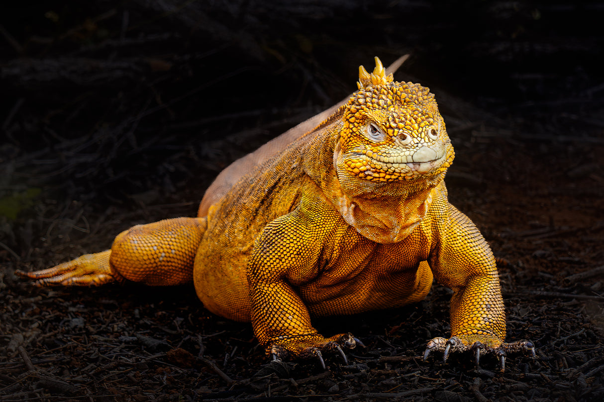 Iguana Poster och Canvastavla