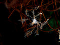 Spider Crab Poster och Canvastavla