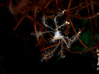 Spider Crab Poster och Canvastavla