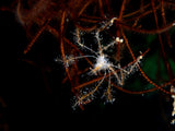 Spider Crab Poster och Canvastavla