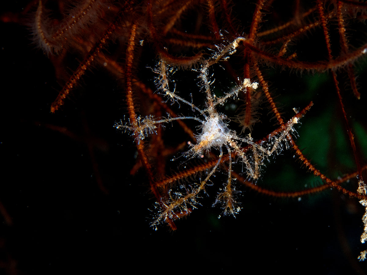 Spider Crab Poster och Canvastavla