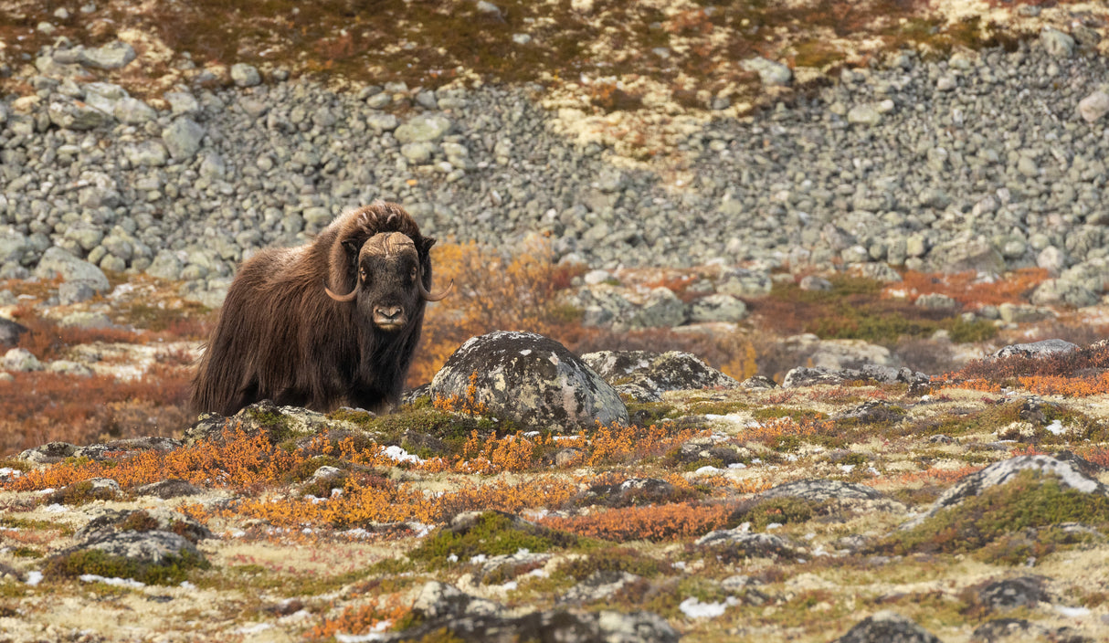 Muskox watching Poster och Canvastavla