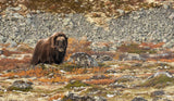 Muskox watching Poster och Canvastavla
