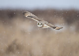 Flying with Snow Poster och Canvastavla