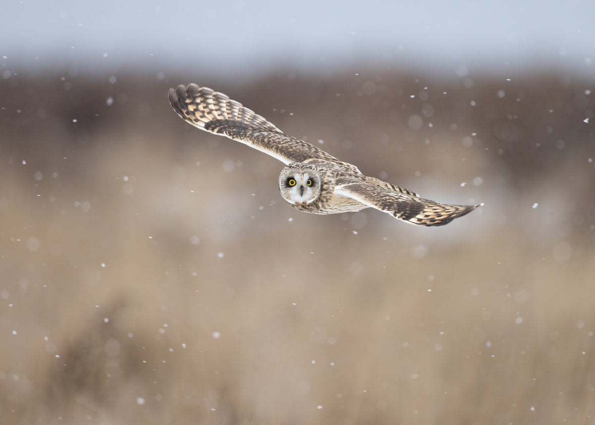 Flying with Snow Poster och Canvastavla