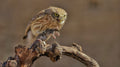 Little Owl Poster och Canvastavla