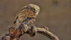 Little Owl Poster och Canvastavla