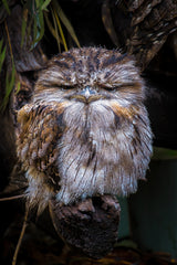 Grumpy Little Guy Poster och Canvastavla