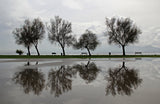 Reflection After Rain Poster och Canvastavla
