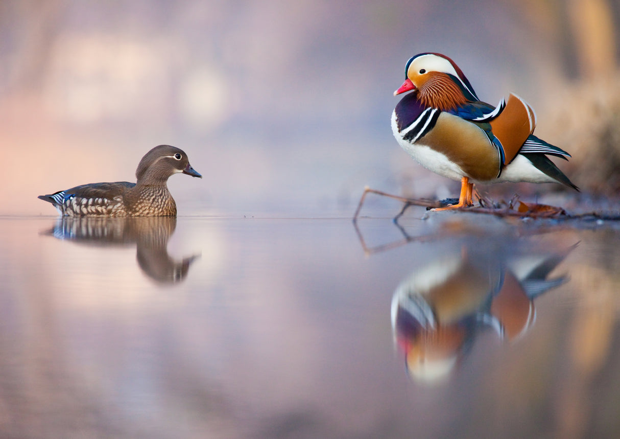 Mandarin duck Poster och Canvastavla