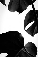 Contrasty Monstera Poster och Canvastavla