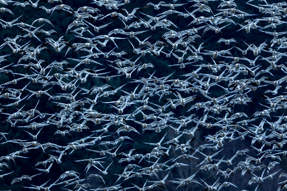 Snow falling Poster och Canvastavla