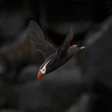 Tufted Puffin Poster och Canvastavla
