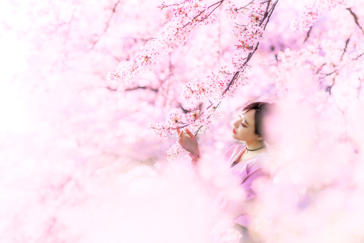 sakura Poster och Canvastavla