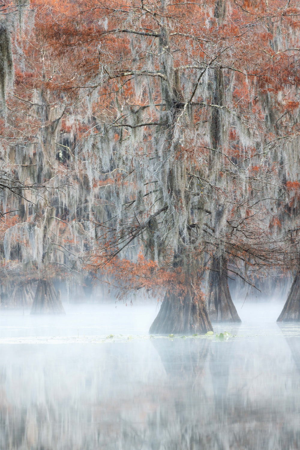 Cypress tree in fog morning Poster och Canvastavla