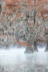 Cypress tree in fog morning Poster och Canvastavla