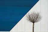 tree Poster och Canvastavla