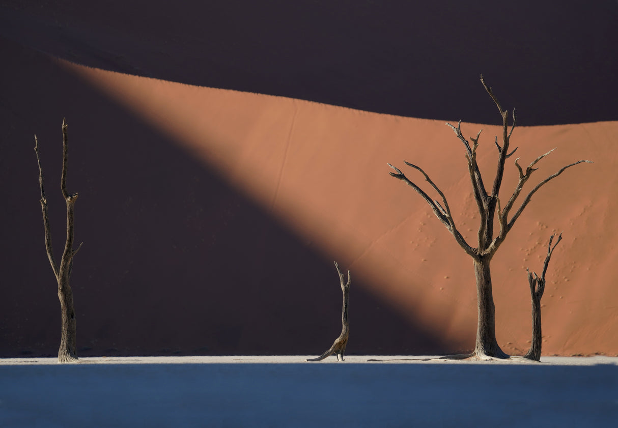 Deadvlei Poster och Canvastavla