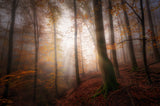 Autumn morning Poster och Canvastavla