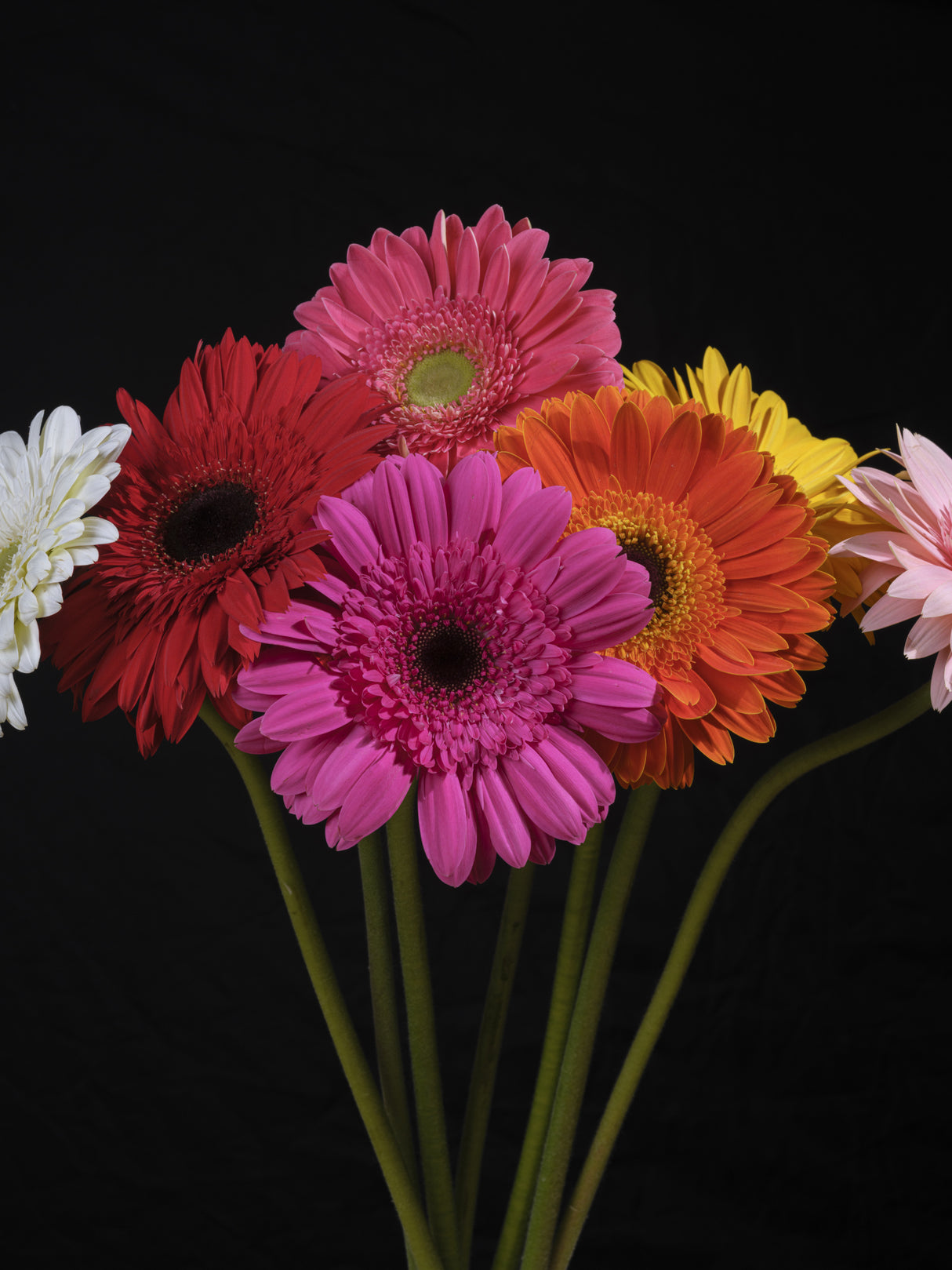 multicolored Gerbera flowers Poster och Canvastavla