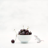 Cherry passion . Poster och Canvastavla