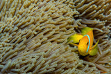 Clownfish Poster och Canvastavla