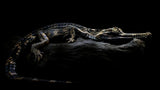 Sinyulong Crocodile Poster och Canvastavla