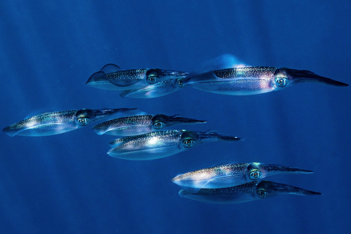 Squid Poster och Canvastavla
