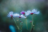 autumn and cosmos Poster och Canvastavla