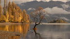 Autumn in Wanaka Poster och Canvastavla