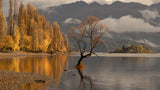 Autumn in Wanaka Poster och Canvastavla