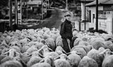 Shepherd Boy Poster och Canvastavla