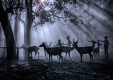 Morning ray of light Poster och Canvastavla