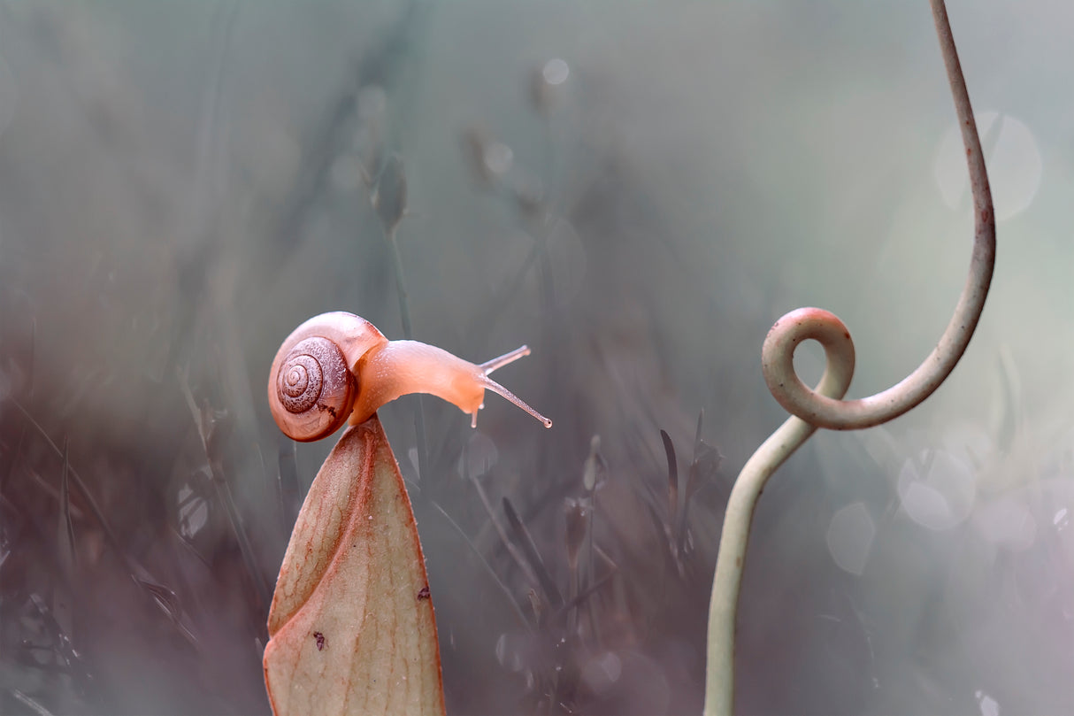 Snail On Nephentes Plant Poster och Canvastavla