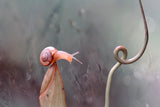 Snail On Nephentes Plant Poster och Canvastavla