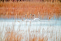 Three white swans Poster och Canvastavla