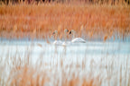 Three white swans Poster och Canvastavla
